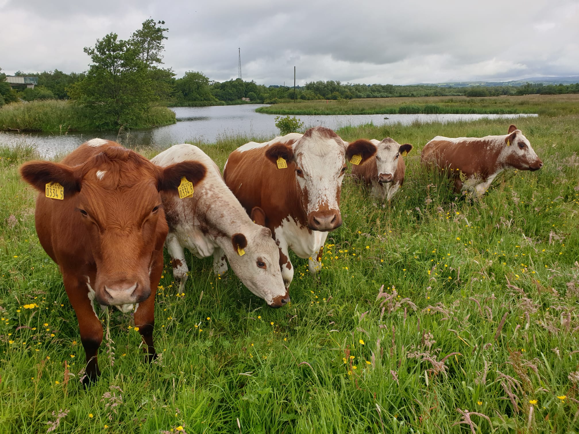 Lough Neagh Irish Moiled Cattle Project